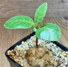 Image result for Dorstenia cuspidata