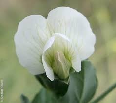 Image result for Pisum