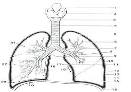 Keep your kids busy doing something fun and creative by printing out free coloring pages. Respiratory System Coloring Page Coloring Trend Medium Size Parts Of The Respiratory System Lungs Coloring Pa Anatomy Coloring Book Lung Anatomy Coloring Pages