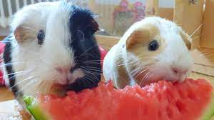 Good quality guinea pig nuggets will contain vitamin c. Guinea Pigs Eating Watermelon Youtube