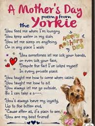 Pin By Sinai Queendope I On Funny Mostly Kpop Yorkshire Terrier Puppies Yorkshire Terrier Yorkie Dogs