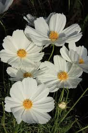 It's been running for weeks, and is traveling from south to north. Geist Arts New England Trees Flowers And Plants 2008 08 20 0022 White Cosmos
