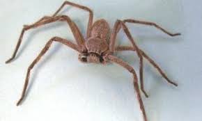 A Driver Filmed A Gargantuan Spider Climbing Inside A Vehicle While Stuck In Traffic The Clip Filmed In Adelaide Austra Driver Film Mazda Hatchback Hatchback