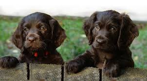 I Always Will Have A Speical Place In My Heart For A Boykin Spaniel I Had Two Growing Up And They Are The Best D Boykin Spaniel Puppies Boykin Spaniel Puppies