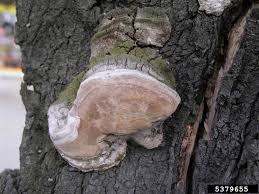 Image result for Phellinus pomaceus