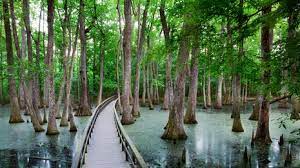 Intersects with the cape cod rail trail. Atlantic White Cedar Swamp Trail U S National Park Service