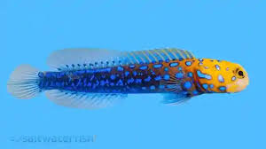 Image result for Lepidagathis randii