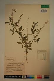 Image result for Crotalaria sphaerocarpa