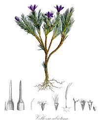 Image result for Velloziaceae