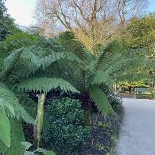 Image result for Cyathea thomsonii