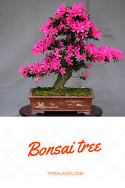 Maybe you would like to learn more about one of these? Japanese Art Of Growing A Miniature Tree Symbolism And Meaning Bonsai Tree Care Bonsai Tree Miniature Trees