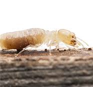 For an active infestation, we typically suggest getting a pest control service company to do the work for subterranean (ground) termites. Lien Termite Pest Control Termites Omaha Ne