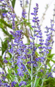 Image result for Perovskia atriplicifolia lacey blue lisslitt photo