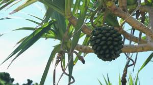 Image result for Pandanus odoratissimus
