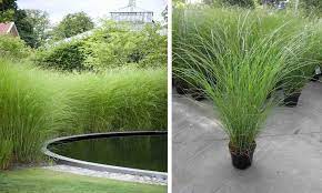 Miscanthus Sinensis Gracillimus Eulalia Gracillimus Ornamental Grasses Types Of Soil Grass Species