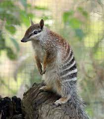 Numbat Australian Animals Australia Animals Rare Animals