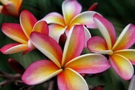 Check spelling or type a new query. Most Beautiful Flowers List List Of Top Ten