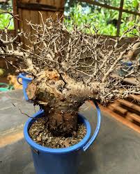 Image result for Commiphora kua