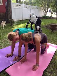 Maybe you would like to learn more about one of these? I Survived A Goat Yoga Class It S Not Hou It S Me