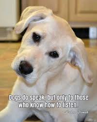 Pin By Obsessed With Dogs On Quotes Dog Quotes Me And My Dog Dog Quotes Funny