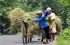 Opini Orang Desa yang lebih Sehat daripada Orang Kota - bernas.id