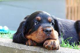 Unsere 3 schönen& gesunden welpen in blue und black brindle suchen noch ein zuhause. Welpenliste