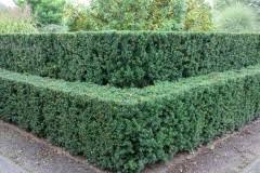 Wann der ideale zeitpunkt ist, um deine hecke zu schneiden, hängt von der jeweiligen heckenart ab. Hecke Schneiden Ratgeber Fur Hobbygartner Native Plants