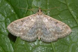 Image result for Anania perlucidalis