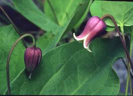 Image result for Platylepis glandulosa