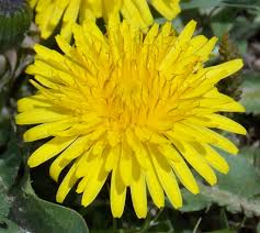1 resultado de traducción para dandelion en español. Common Dandelion World Crops Database