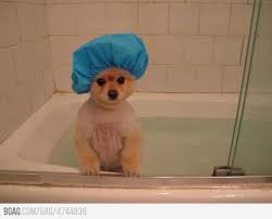 Puppy Shower Cap Puppy Shower Funny Animal Pictures Cute Animals