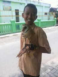 Burung dares atau burung hantu serak jawa dengan suara yang menyeramkan. Download Suara Burung Hantu Banyak Versi Binatang Peliharaan