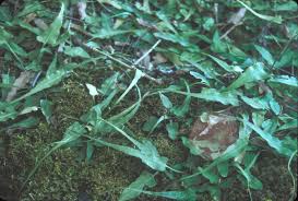 Image result for Asplenium goetzei