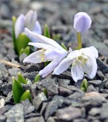 Image result for Scilla benguellensis