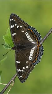 Image result for Limenitis populi