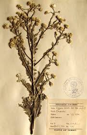 Image result for Laggera