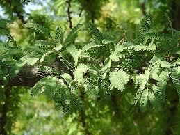 Image result for Acacia afra