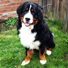 Usda licensed commercial breeders account for less than 20% of all breeders in the country. 1 Year Old Jip Vanhetbartholomeushuis Bernersennen Bernesemountaindog Dogs Bernese Puppy Bernese Mountain Dog