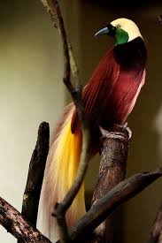 Bird Of Paradise Fly Up Your Nose Bird Of Paradise Aves Exoticas Fotos De Aves Y Aves