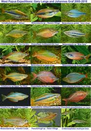 Regenbogenfische Com Australian Rainbow Fish Aquarium Fish Tropical Freshwater Fish