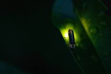 Nature Time: Fireflies