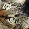 Content updated daily for pet adoption in columbus ohio. 1