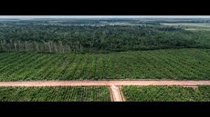 Kertas kerja bagi syarikat international. 335529490 Kertas Kerja Kebun Dokterandalan