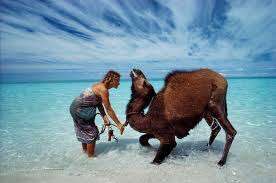 Pet related deaths are nothing new and range from the not surprised pet. Inside Tracks With Rick Smolan And Robyn Davidson