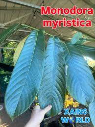 Image result for Rogiera cordata