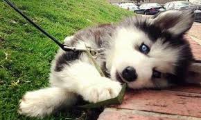 Resultado de imagen para PERROS TIERNOS