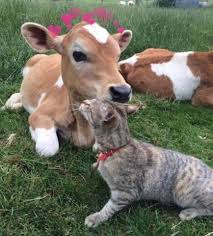 images?q=tbn:ANd9GcTUL05IHbxPs_Z-URG_Em6OuA-B6yCOf4TzYPBxAXPMYE3zDi7_