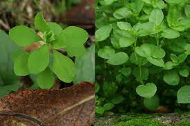 Leider hat ja nicht jeder einen nachbarn mit reichlich wolfsmilch im garten. Garten Wolfsmilch Euphorbia Peplus