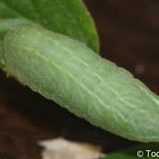 Image result for Satyrium confusum