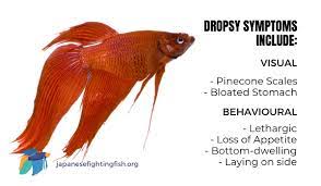 Use an aquarium net to scoop out the dead fish. How To Treat Dropsy In Betta Fish Symptoms And Cure For Dropsy